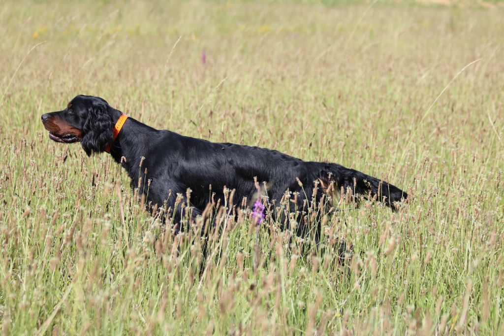 De La Flèche Noire Et Feu - FIELD TRIAL GT LA VACQUERIE