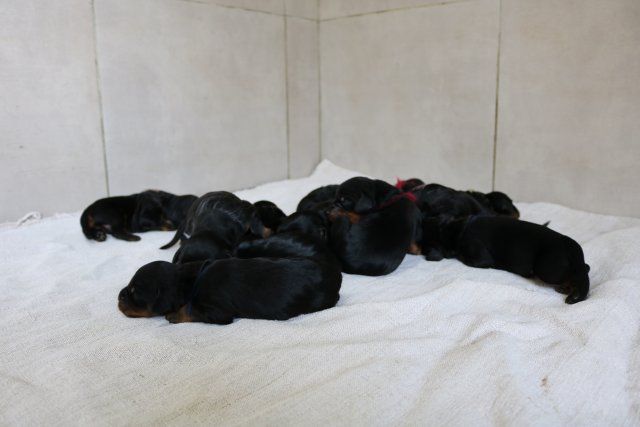 chiot Setter Gordon De La Flèche Noire Et Feu