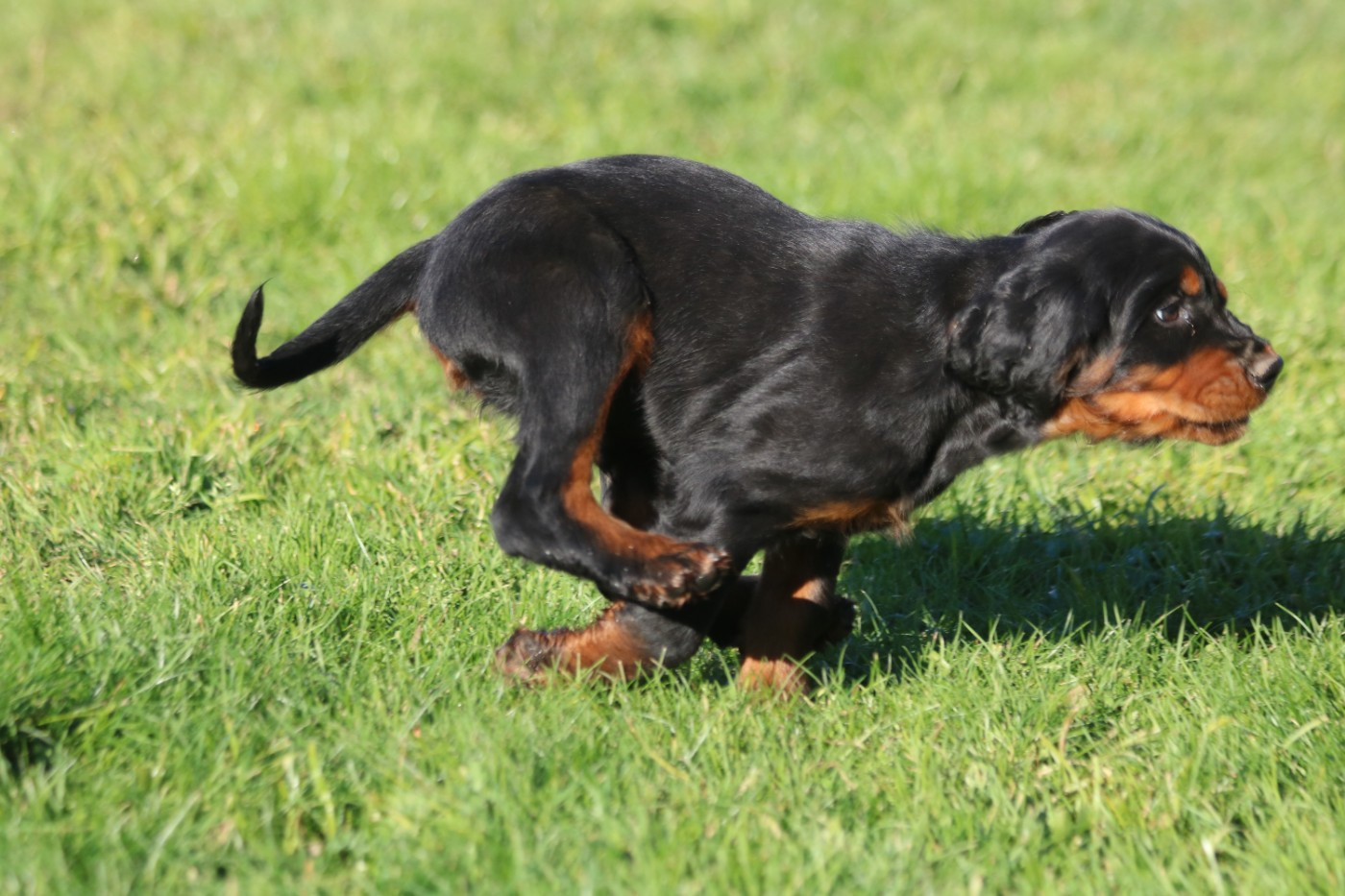 AKASHI De La Flèche Noire Et Feu