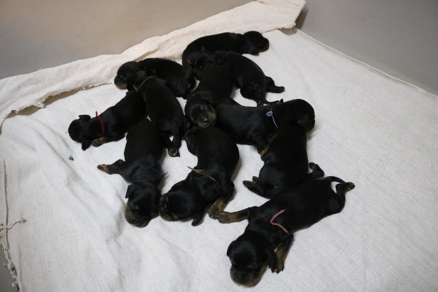 1 SEMAINE CHIOTS UPA