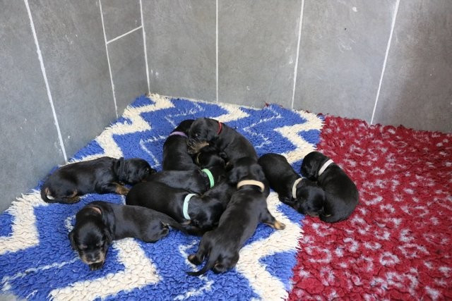 2 SEMAINES CHIOTS UPA & UWAF