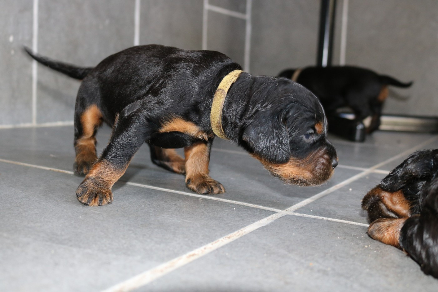 3 SEMAINES CHIOTS UPA