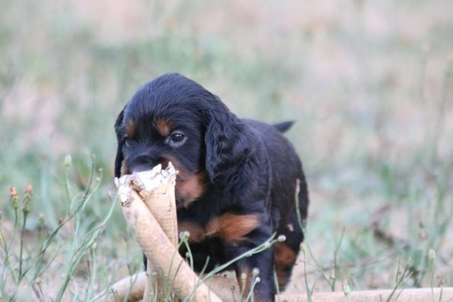 De La Flèche Noire Et Feu - 4 SEMAINES CHIOTS UPA