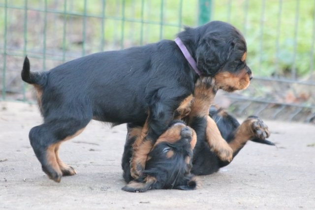 De La Flèche Noire Et Feu - Setter Gordon - Portée née le 02/11/2025