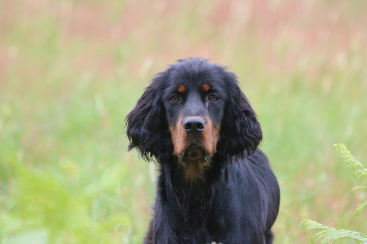 De La Flèche Noire Et Feu - Chiots disponibles - Setter Gordon
