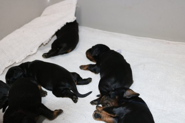 De La Flèche Noire Et Feu - Chiots disponibles - Setter Gordon