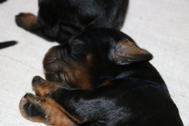 De La Flèche Noire Et Feu - Chiots disponibles - Setter Gordon