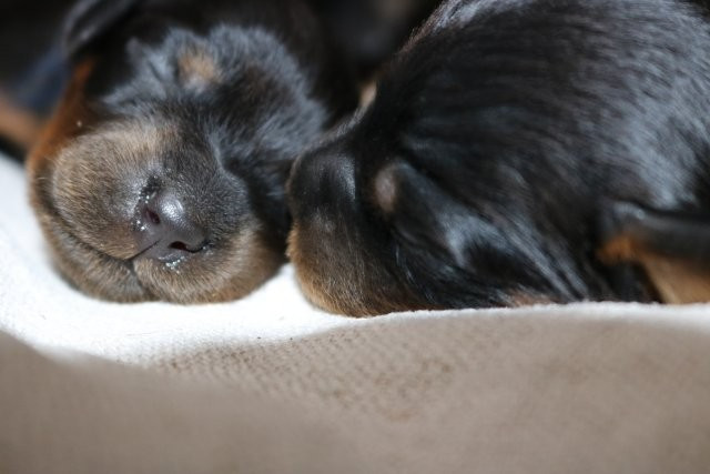 De La Flèche Noire Et Feu - Chiots disponibles - Setter Gordon