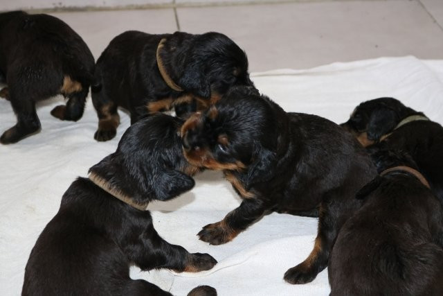 De La Flèche Noire Et Feu - Chiots disponibles - Setter Gordon