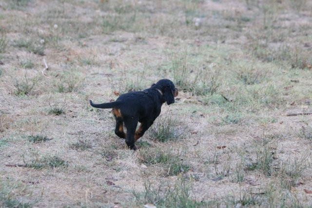 De La Flèche Noire Et Feu - Chiots disponibles - Setter Gordon