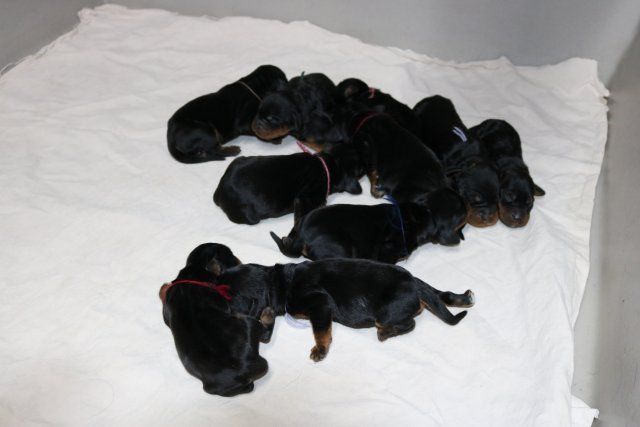 Chiot Setter Gordon De La Flèche Noire Et Feu