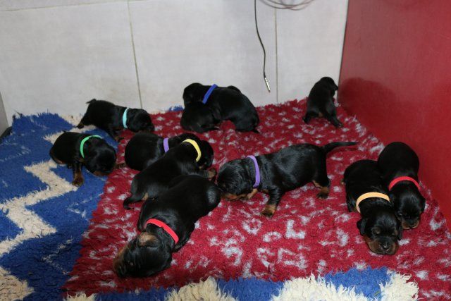 De La Flèche Noire Et Feu - Setter Gordon - Portée née le 02/11/2025