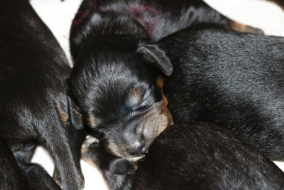 CHIOT 4