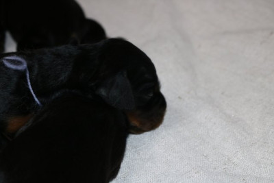 CHIOT 5