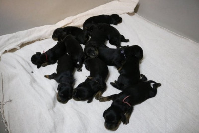 CHIOT 9
