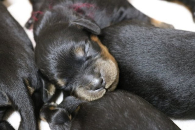 CHIOT 10
