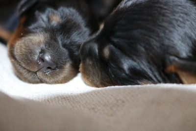 CHIOT 11