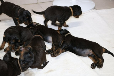 CHIOT 1