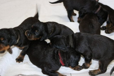 CHIOT 2