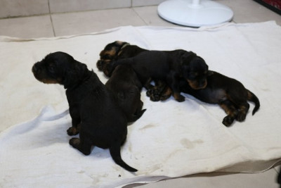 CHIOT 3