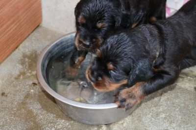 CHIOT 4