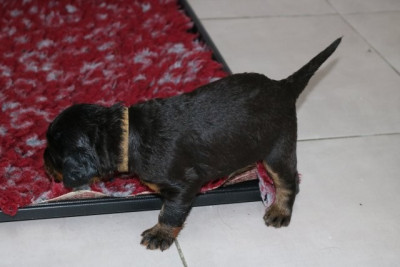 CHIOT 5