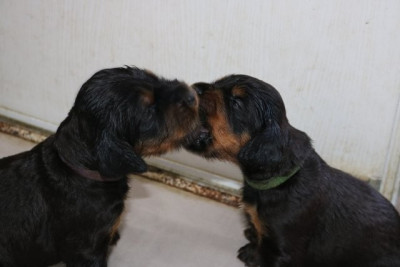 CHIOT 8