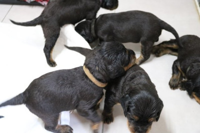 CHIOT 9