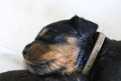 CHIOT 10