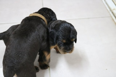 CHIOT 11