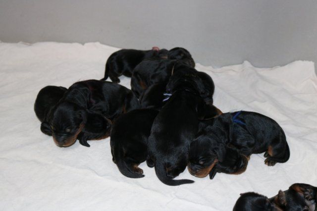 De La Flèche Noire Et Feu - Chiots disponibles - Setter Gordon