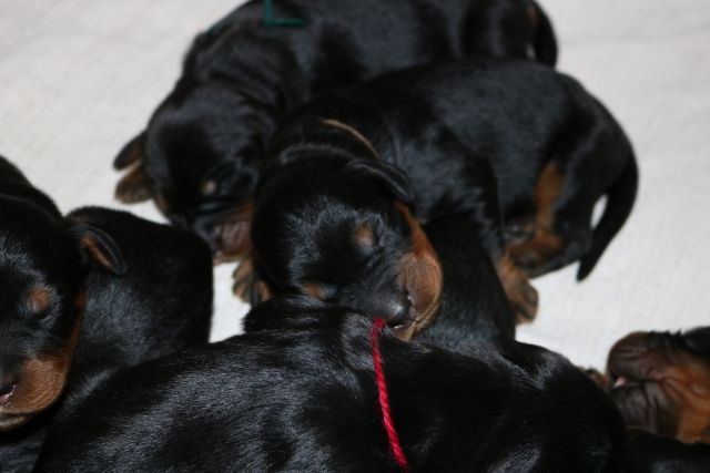 De La Flèche Noire Et Feu - Chiots disponibles - Setter Gordon